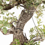 Bonsái - Encina (Quercus ilex) - QI10005