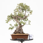 Bonsái - Encina (Quercus ilex) - QI10005
