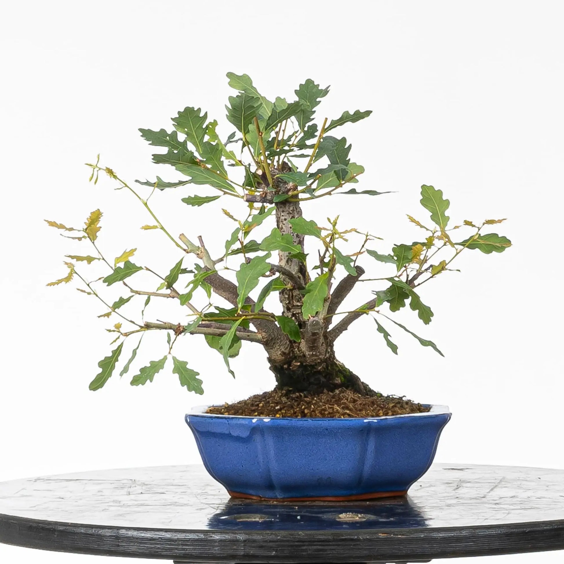 Bonsai de roble tamaño shohin y estilo multiple troncos