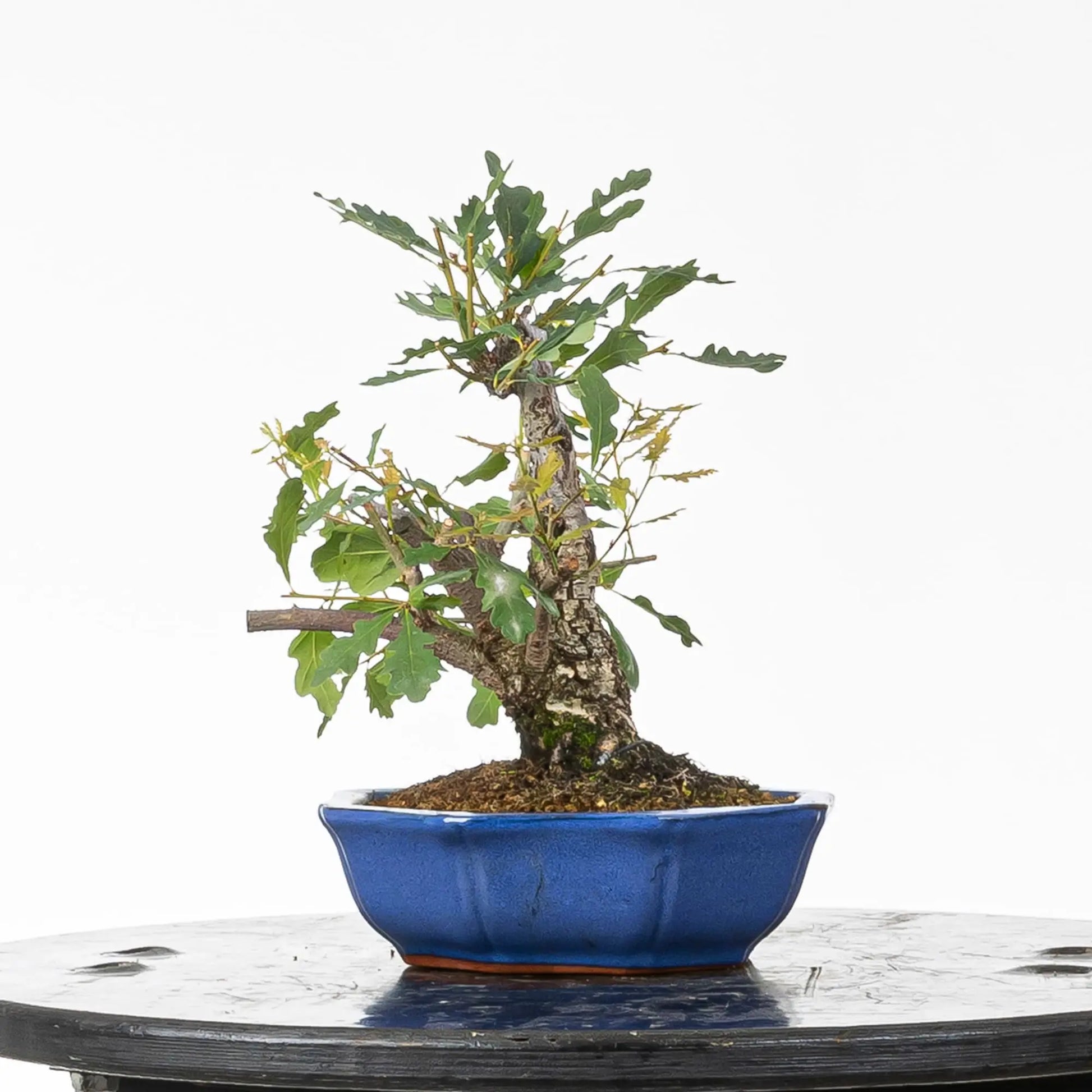 Vista derecha bonsai de roble