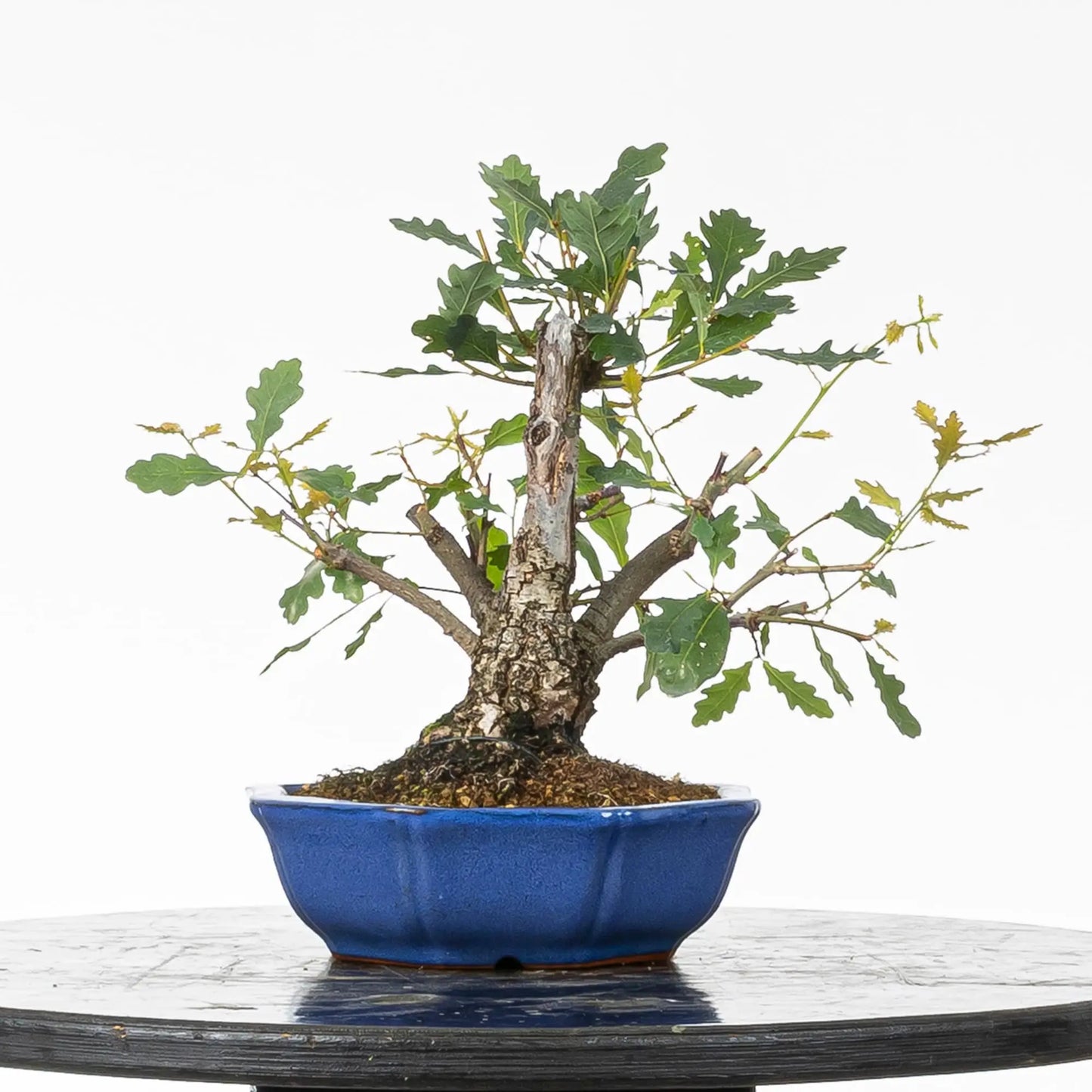 Vista trasera bonsai de roble