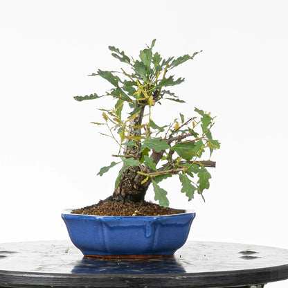 Cara izquierda de bonsai de roble