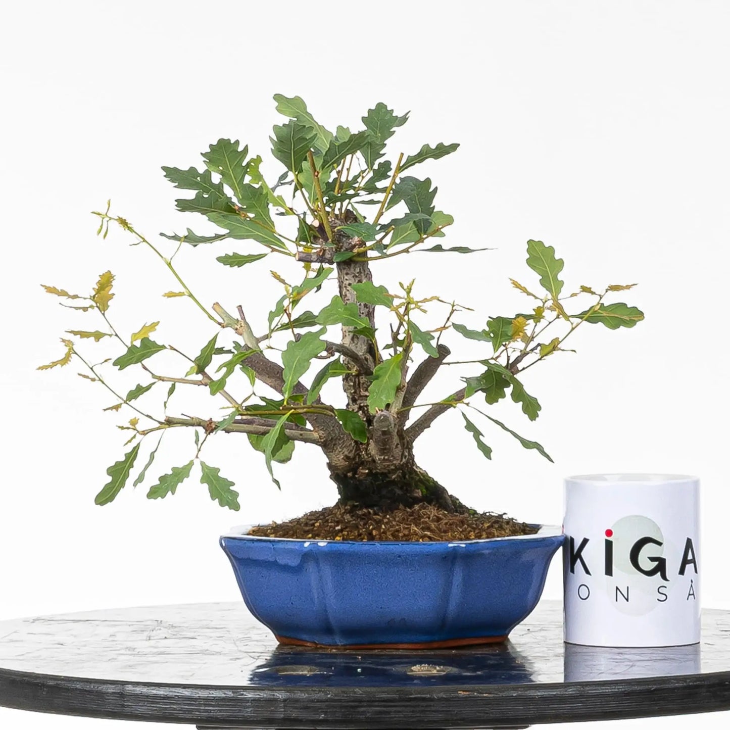 Comparativa de tamaño de bonsai de roble con taza de la tienda ikigai bonsái