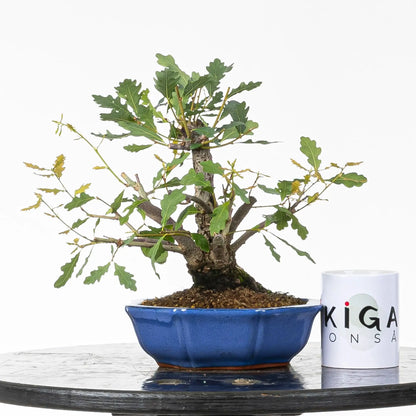 Comparativa de tamaño de bonsai de roble con taza de la tienda ikigai bonsái