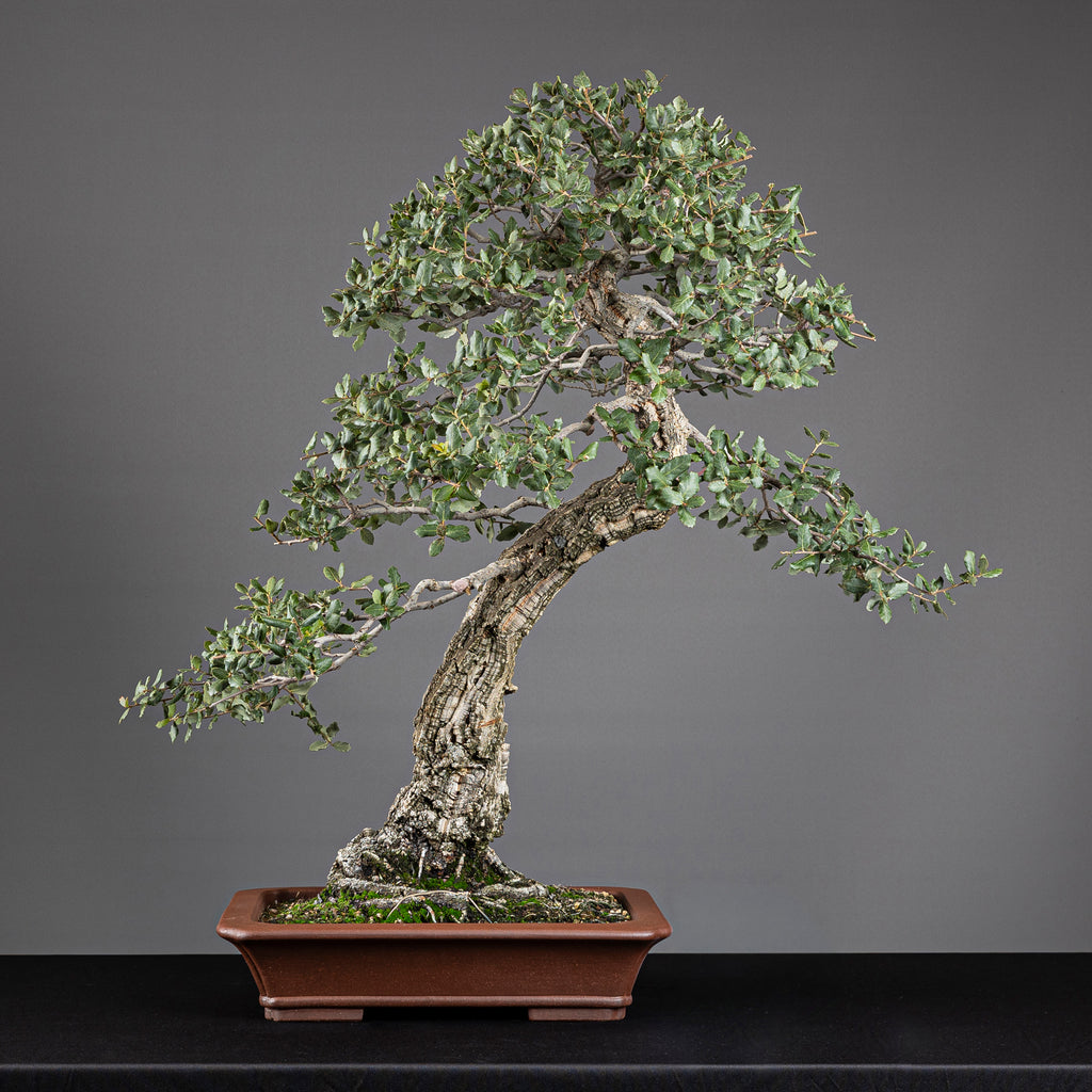 Bonsái "El Acorchado" - Alcornoque (Quercus suber)