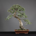 Bonsái "El Acorchado" - Alcornoque (Quercus suber)