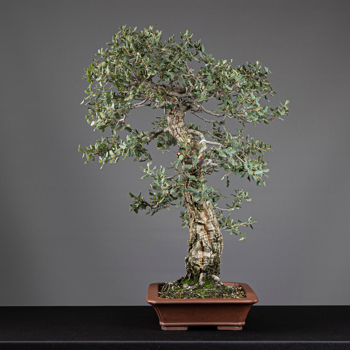Bonsái "El Acorchado" - Alcornoque (Quercus suber)