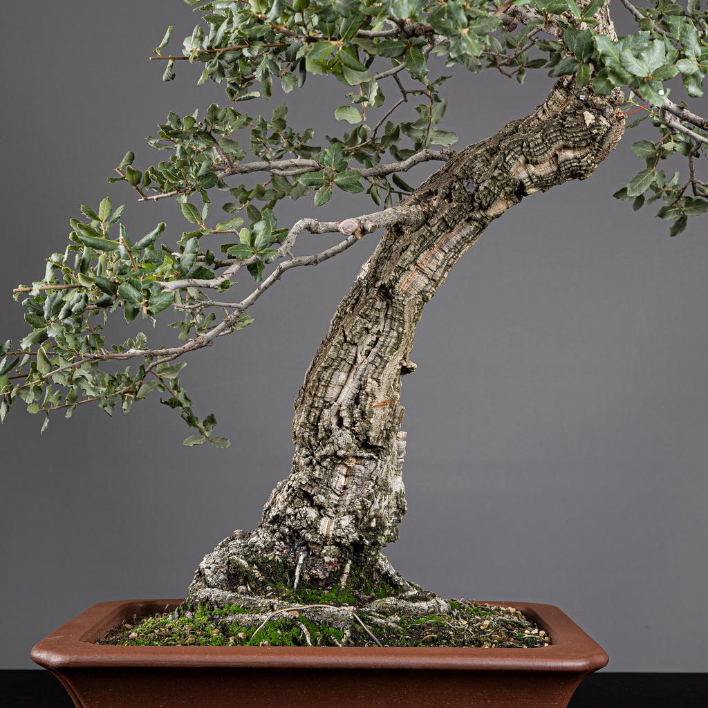 Bonsái "El Acorchado" - Alcornoque (Quercus suber)