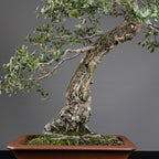 Bonsái "El Acorchado" - Alcornoque (Quercus suber)