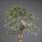 Bonsái "El Acorchado" - Alcornoque (Quercus suber)