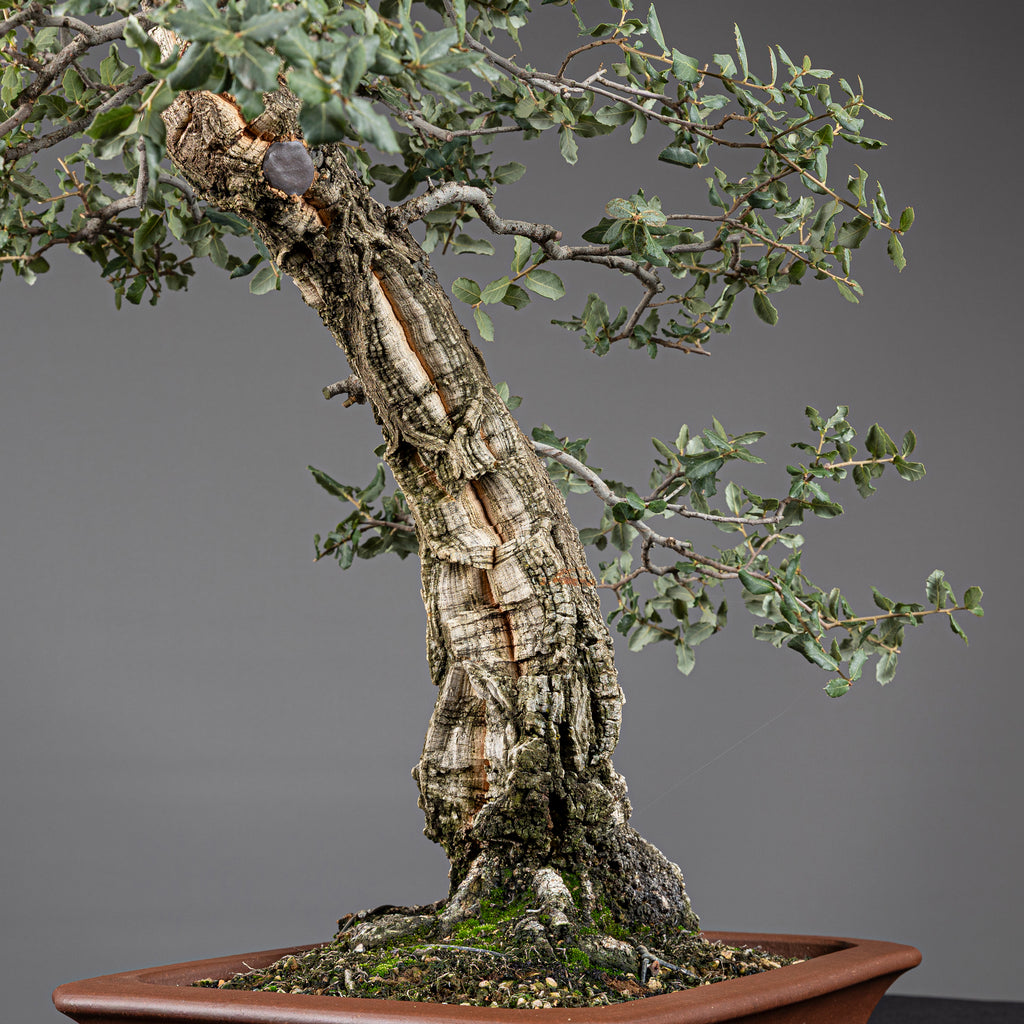 Bonsái "El Acorchado" - Alcornoque (Quercus suber)