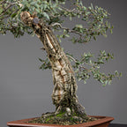 Bonsái "El Acorchado" - Alcornoque (Quercus suber)