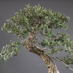 Bonsái "El Acorchado" - Alcornoque (Quercus suber)