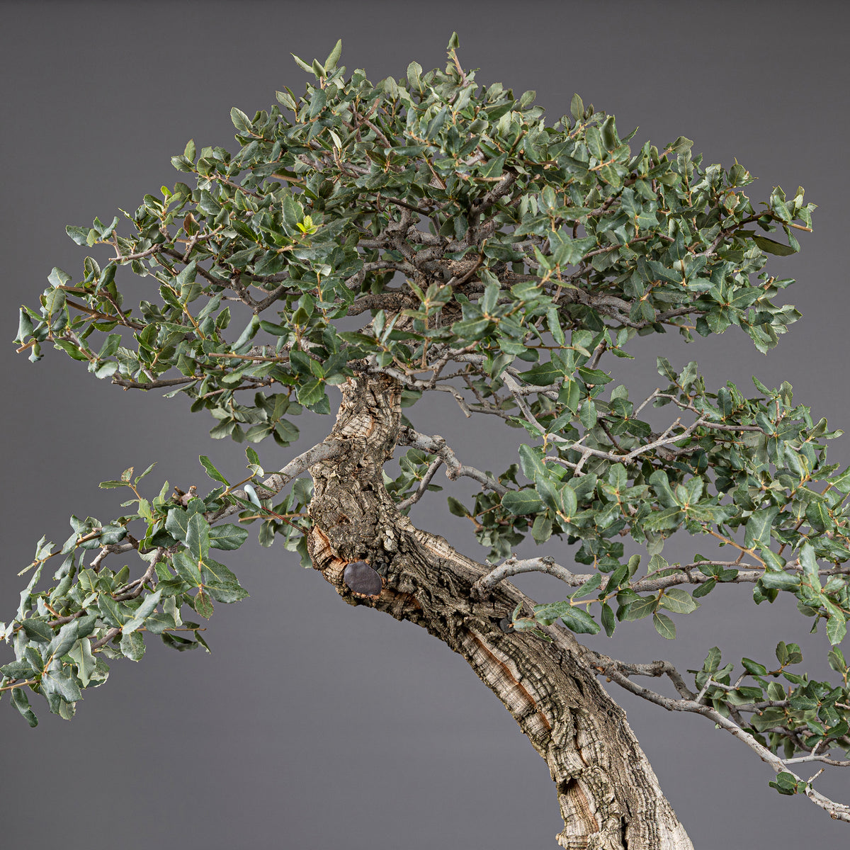 Bonsái "El Acorchado" - Alcornoque (Quercus suber)