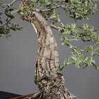 Bonsái "El Acorchado" - Alcornoque (Quercus suber)