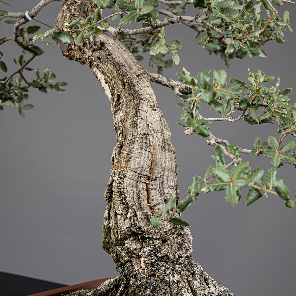 Bonsái "El Acorchado" - Alcornoque (Quercus suber)