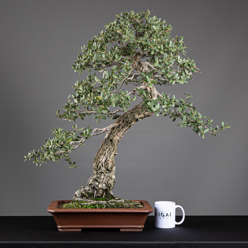 Bonsái "El Acorchado" - Alcornoque (Quercus suber)