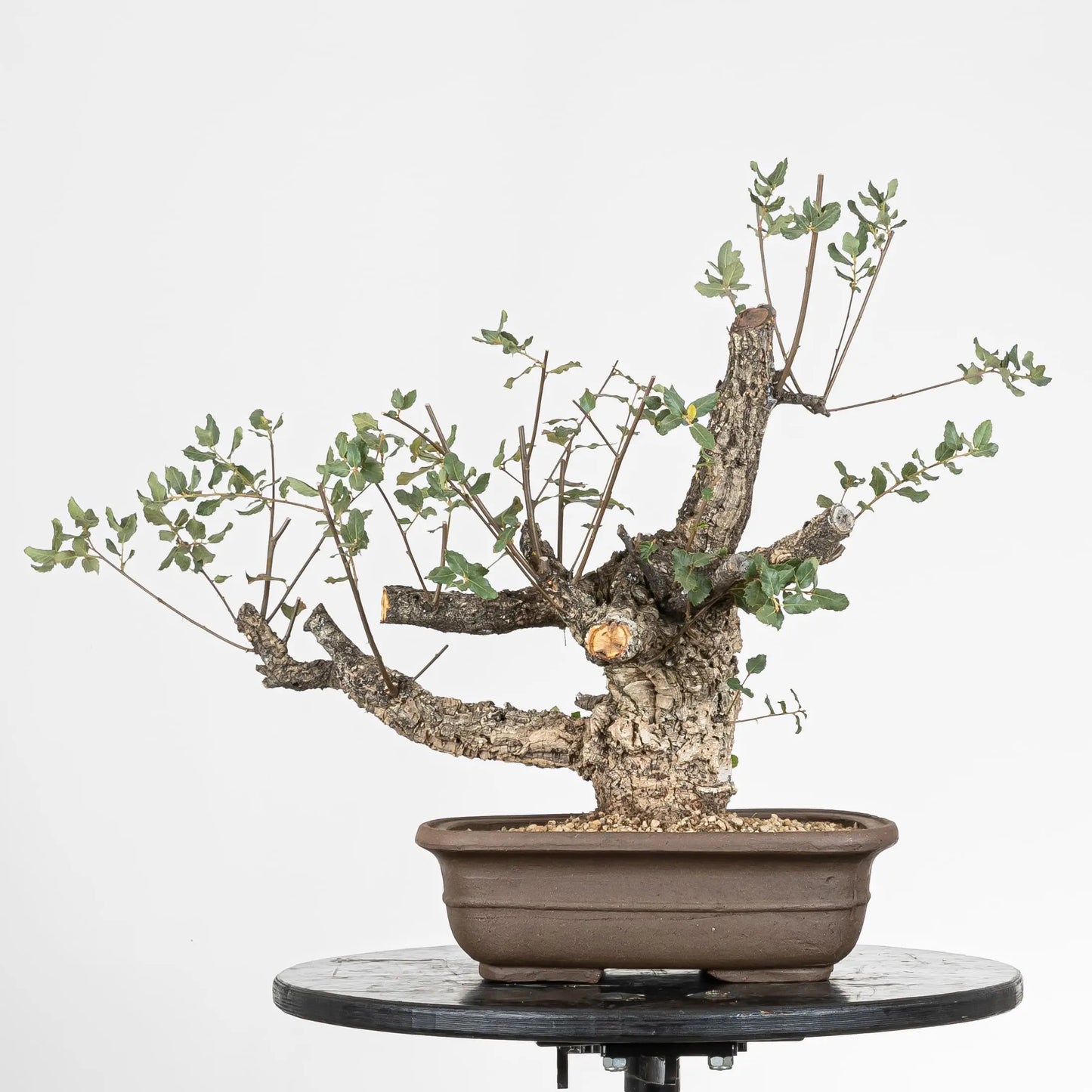 Bonsai yamadori de alcornoque de tamaño moyogi y tamaño dai.