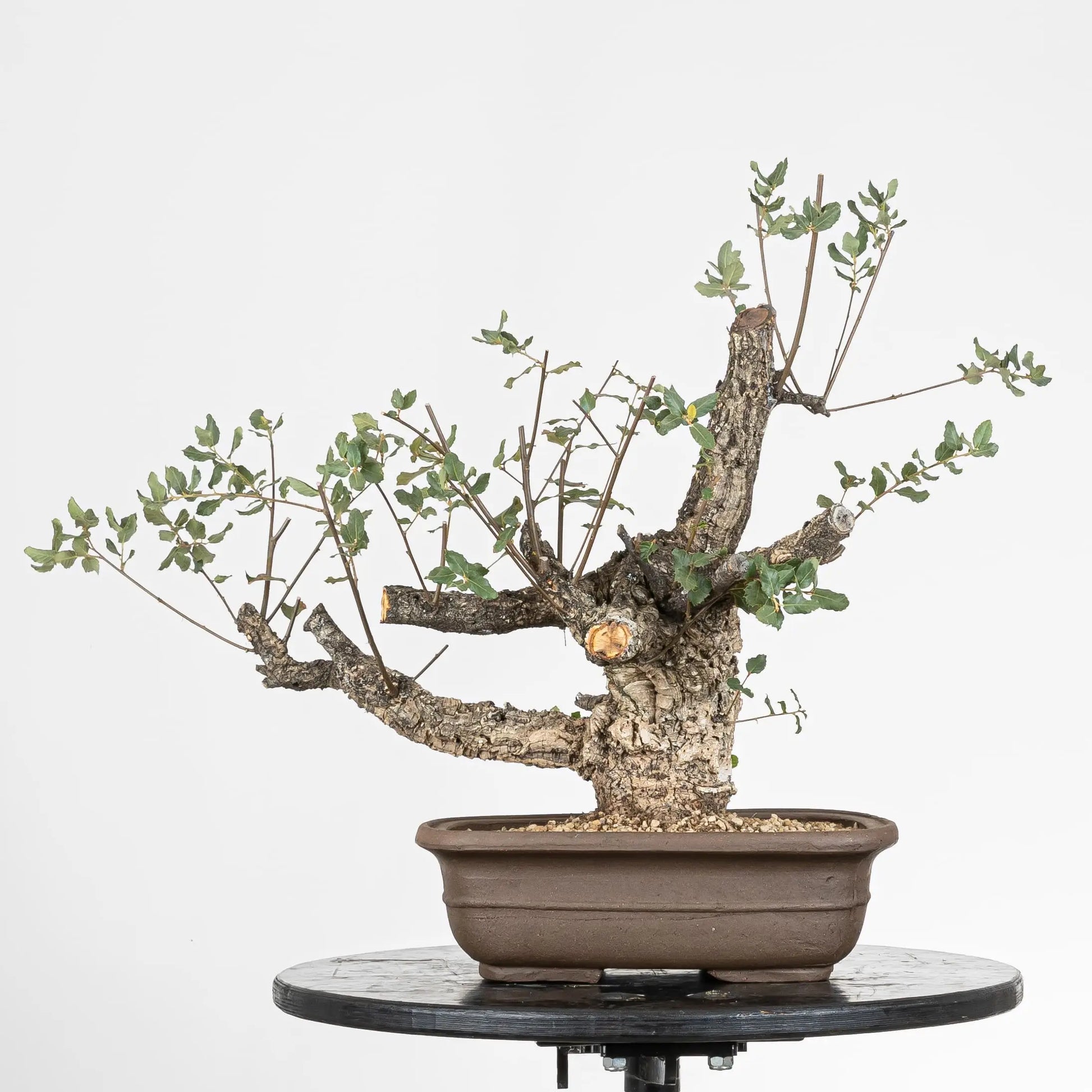 Bonsai yamadori de alcornoque de tamaño moyogi y tamaño dai.
