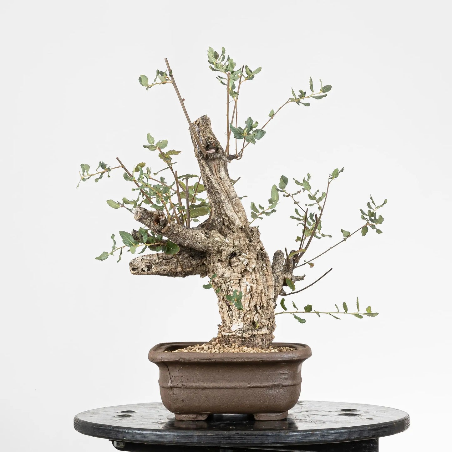 Cara derecha de bonsai de alcornoque