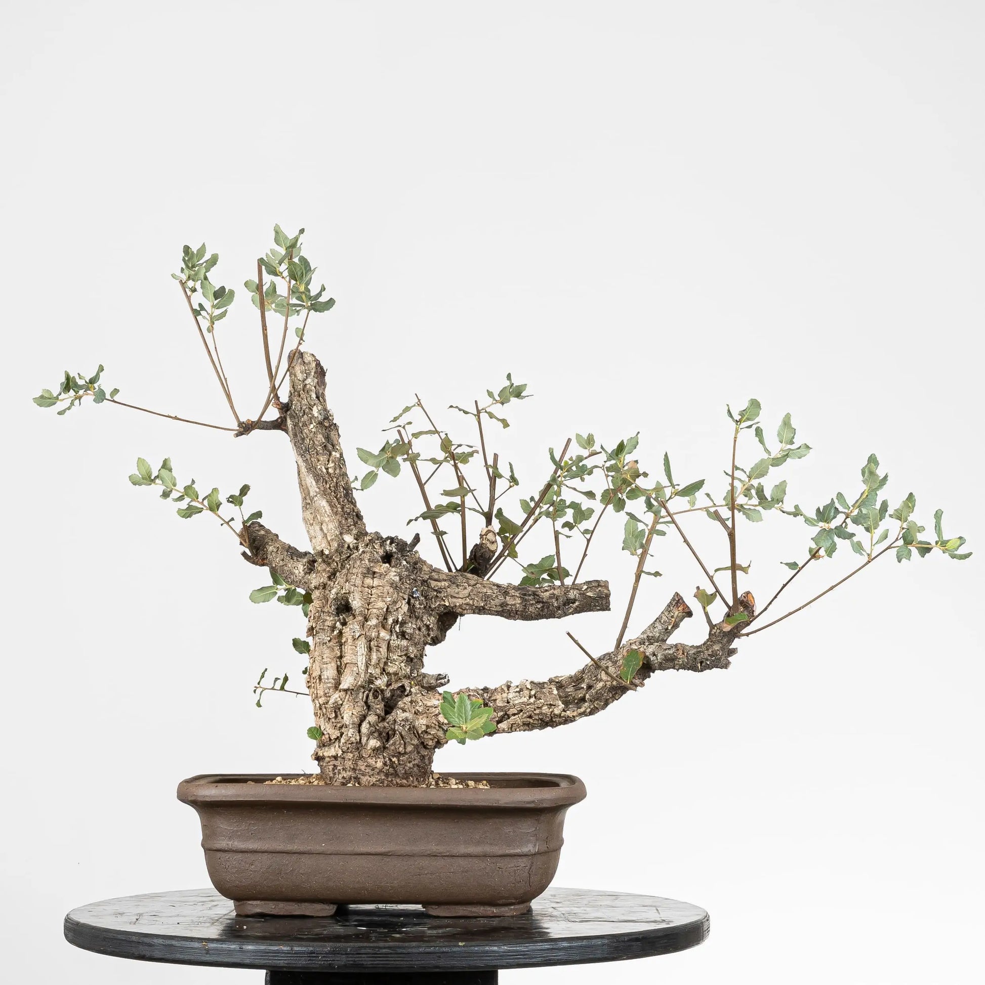 Cara trasera de bonsai de alcornoque