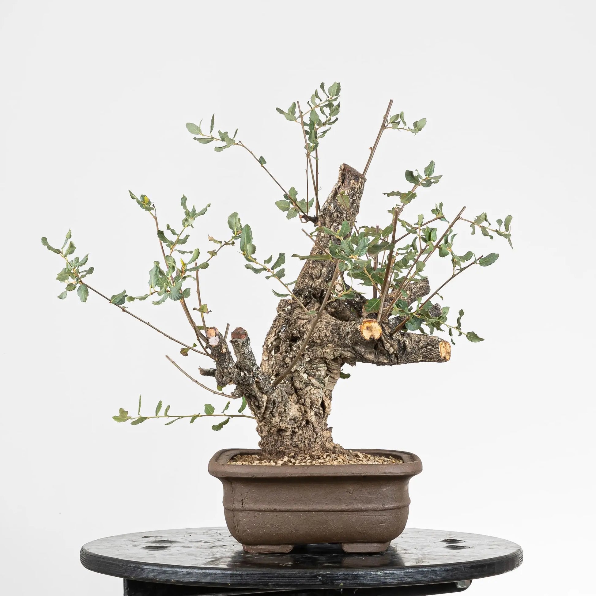 Cara derecha de bonsai de alcornoque