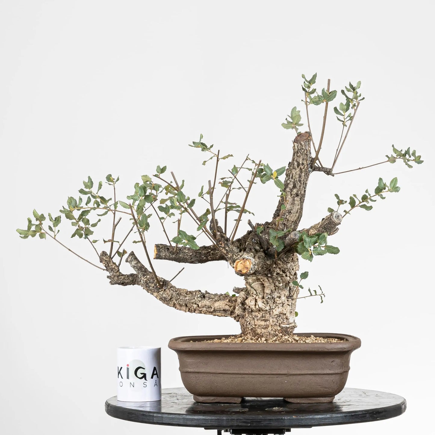Comparativa de tamaño de bonsai de alcornoque con taza de la tienda de ikigai bonsái.