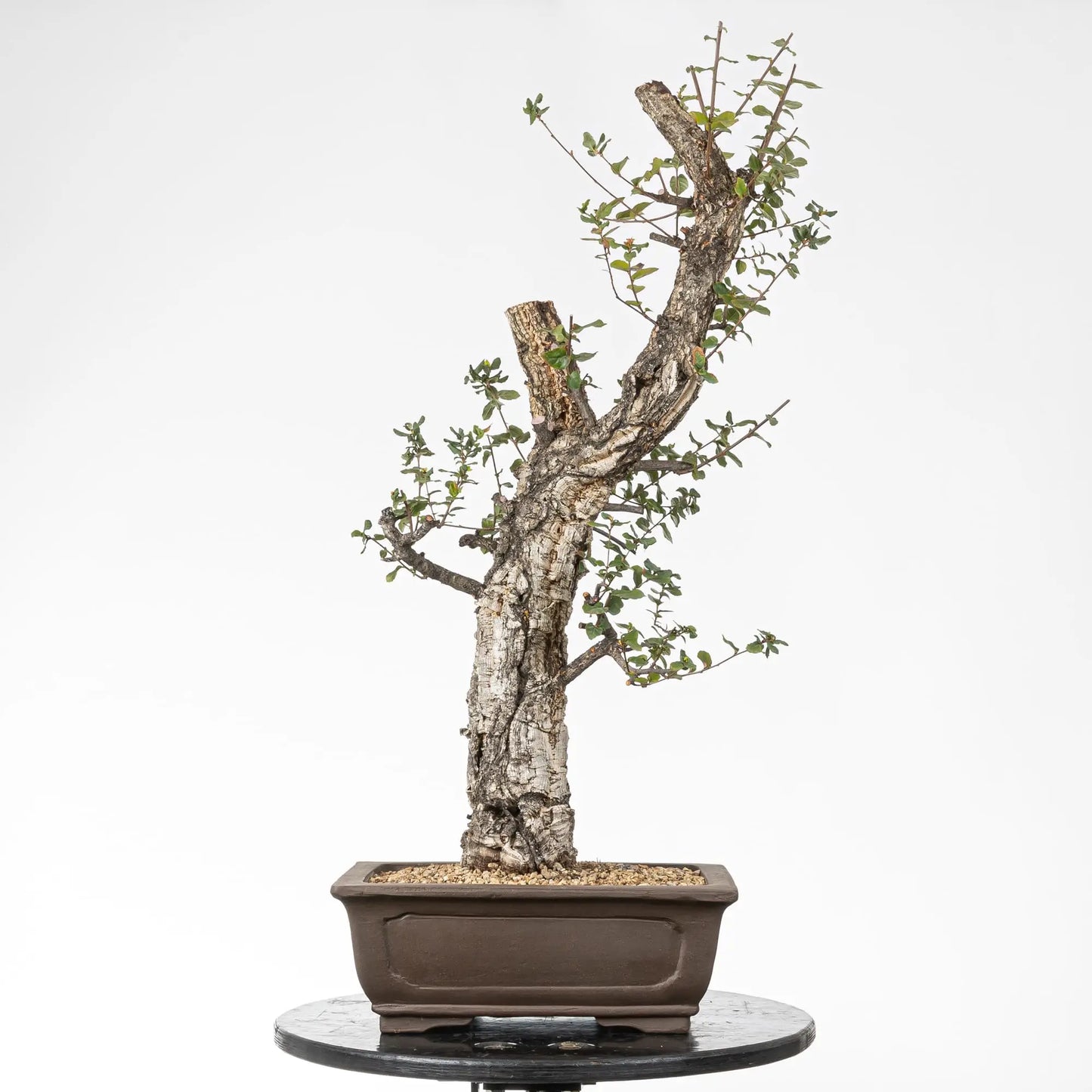 Bonsai yamadori de quercus suber estilo moyogi tamaño dai