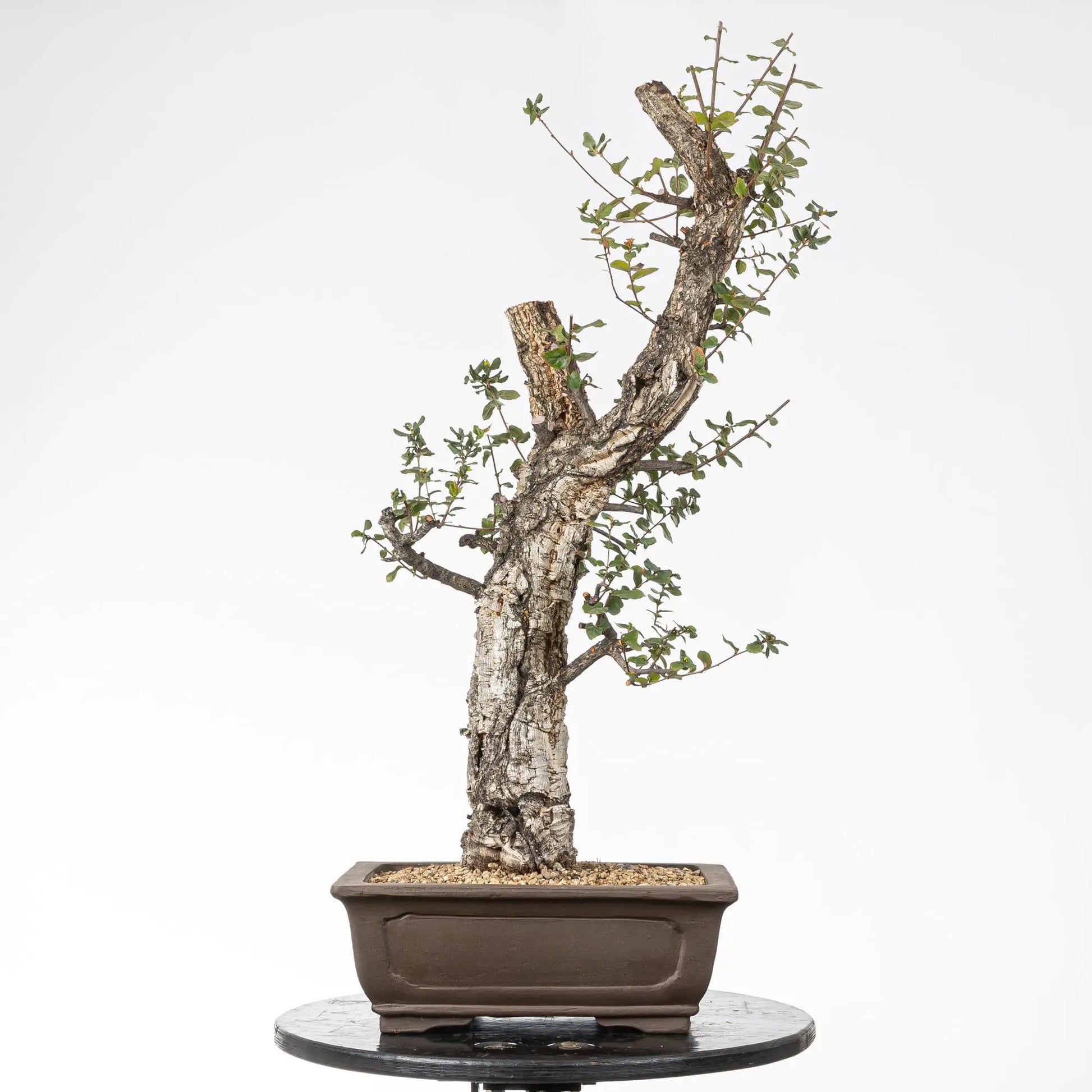 Bonsai yamadori de quercus suber estilo moyogi tamaño dai
