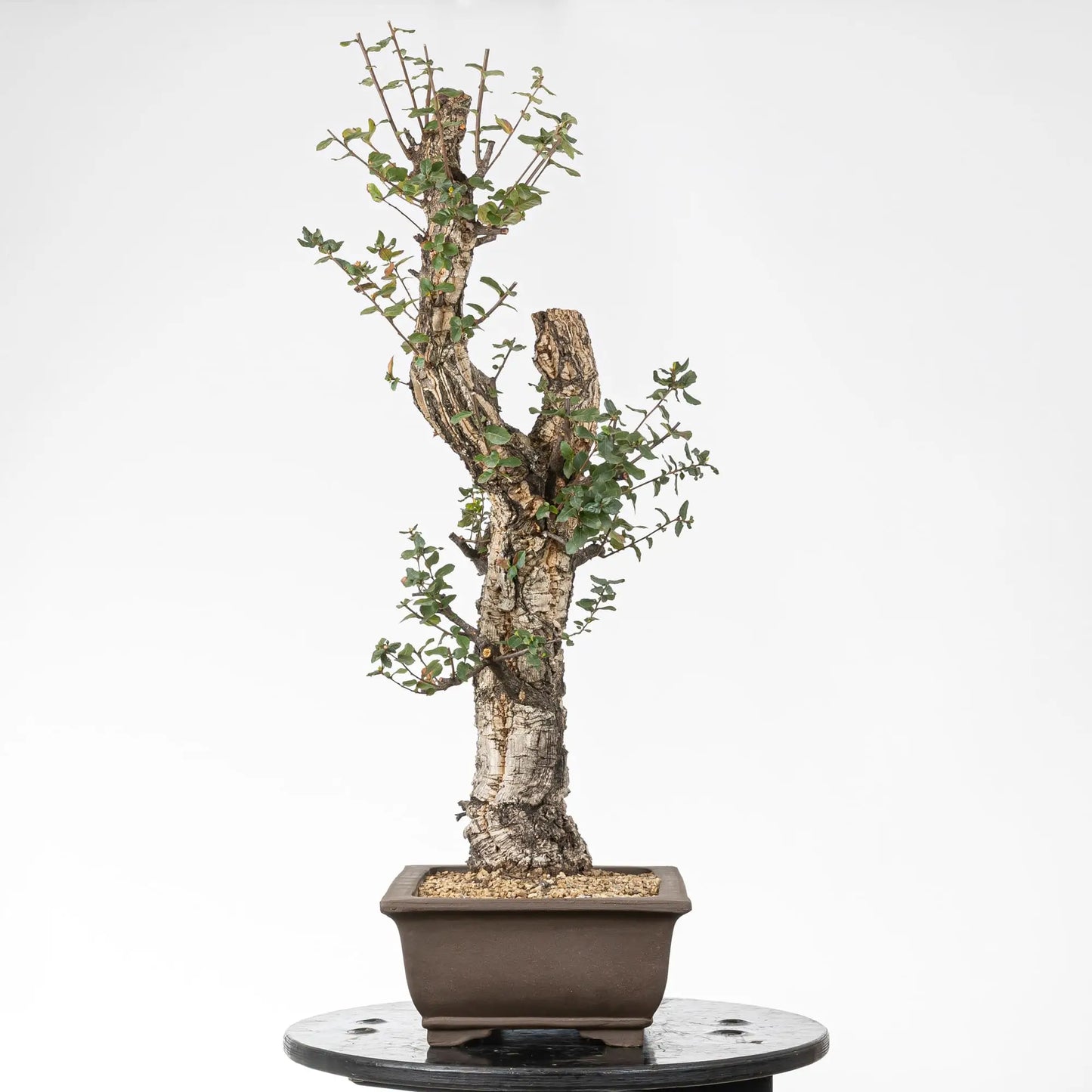 Cara izqujierda de bonsai de alcornoque