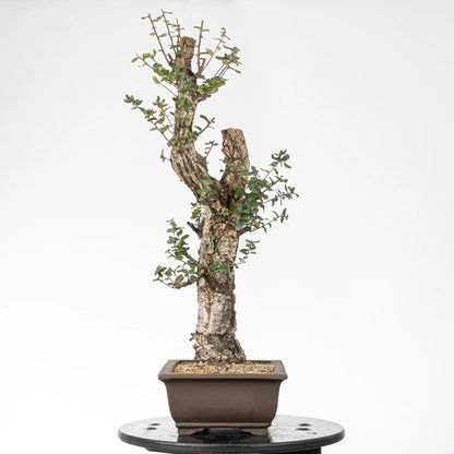 Cara izqujierda de bonsai de alcornoque
