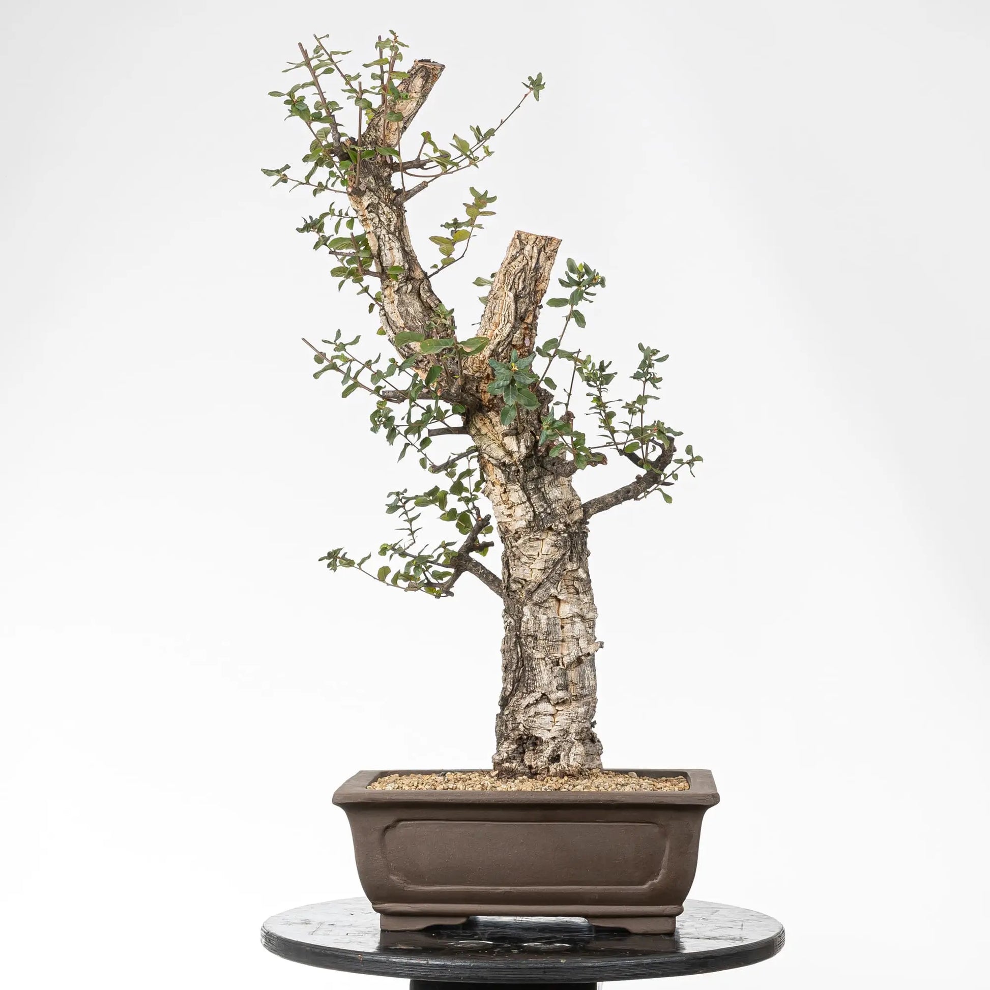 Cara trasera de bonsai de alcornoque