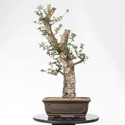 Cara trasera de bonsai de alcornoque