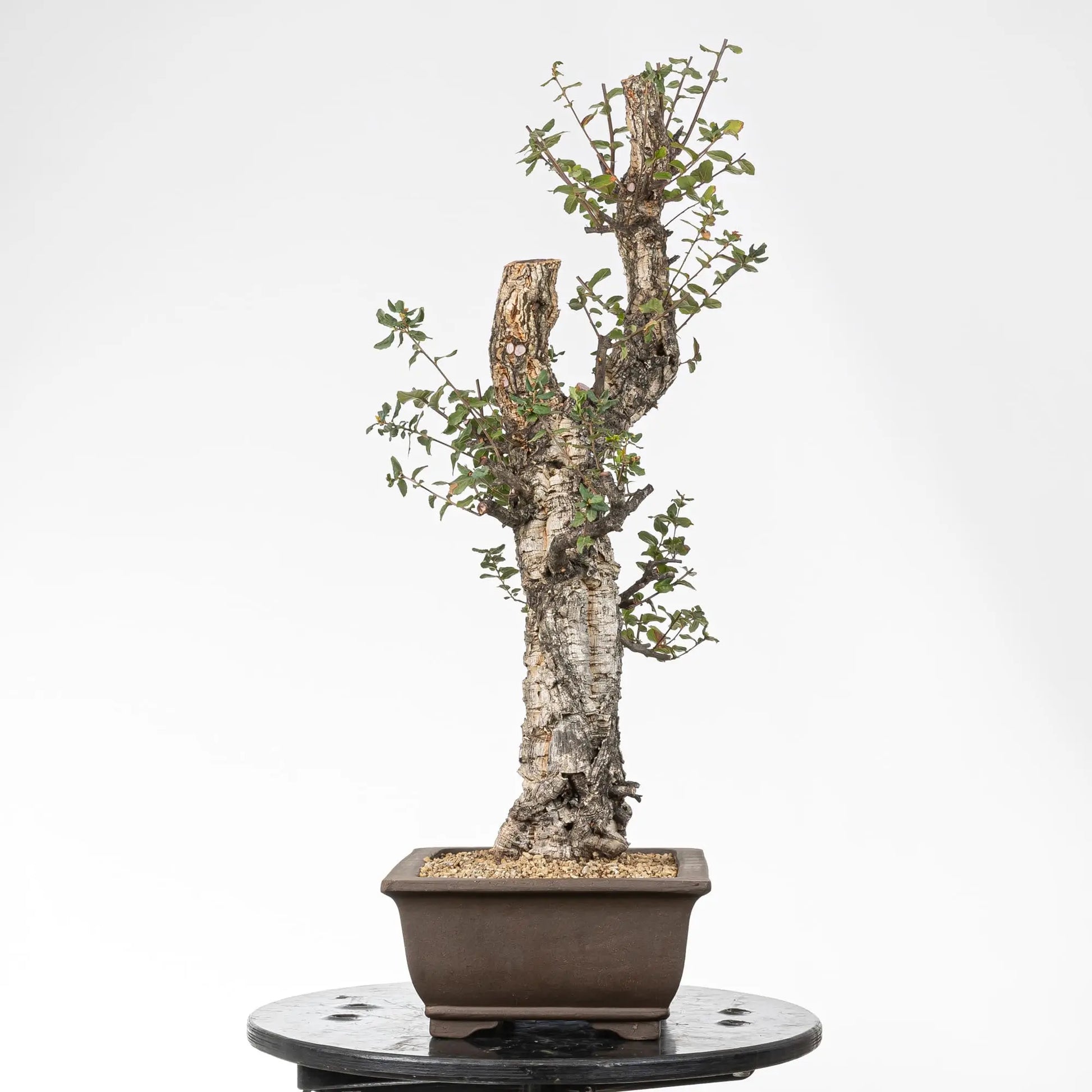 Cara izquierda de bonsai de alcornoque