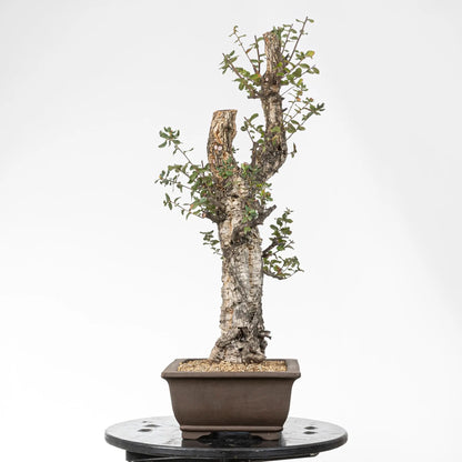 Cara izquierda de bonsai de alcornoque