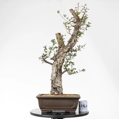 Comparativa de tamaño de bonsai de alcornoque con una taza de café de la tienda ikigai bonsái.