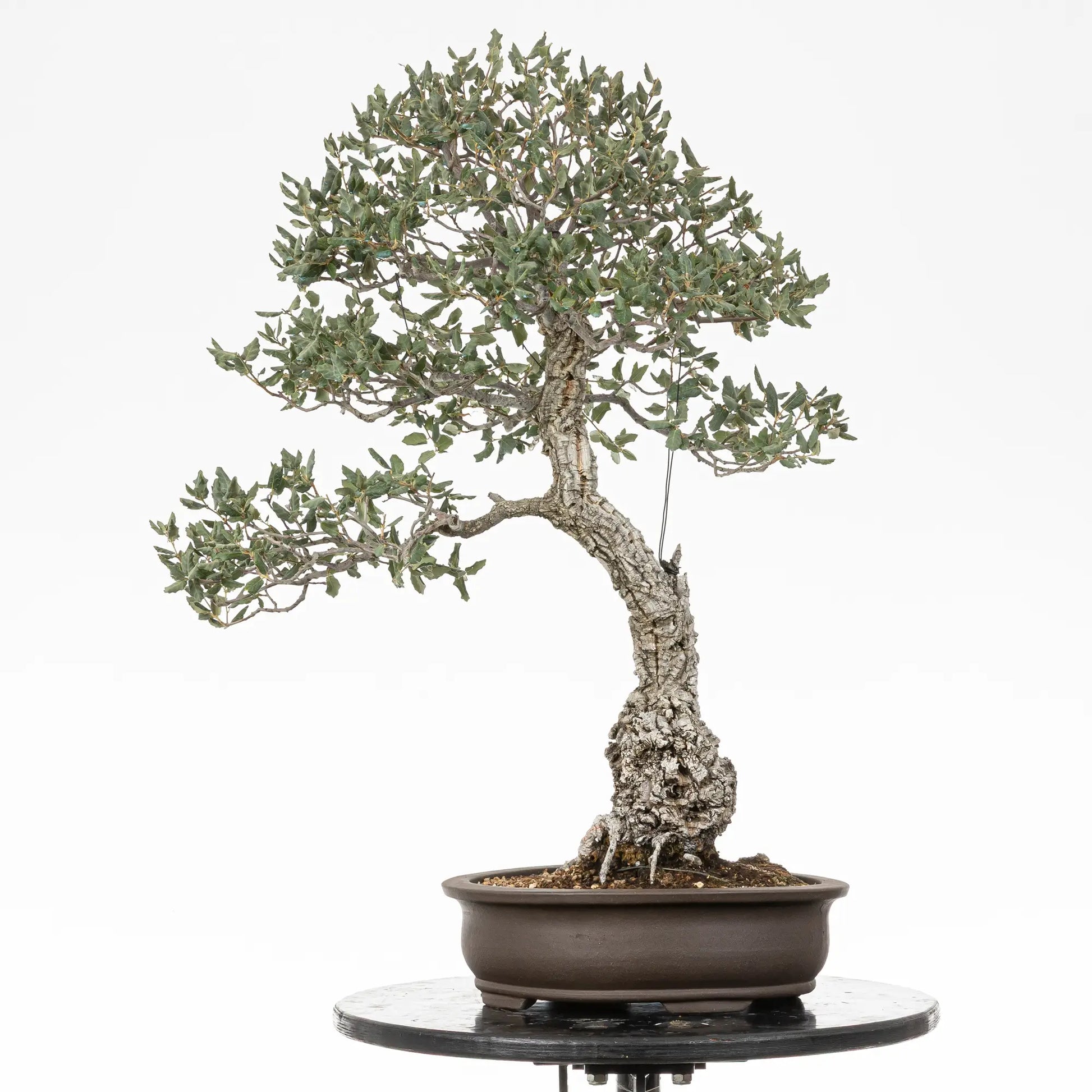 Bonsai yamadori de quercus suber en estilo moyogi y tamaño dai