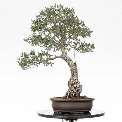 Bonsai yamadori de quercus suber en estilo moyogi y tamaño dai