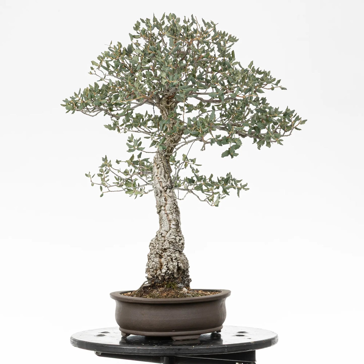Cara derecha de bonsai yamadori de quercus suber