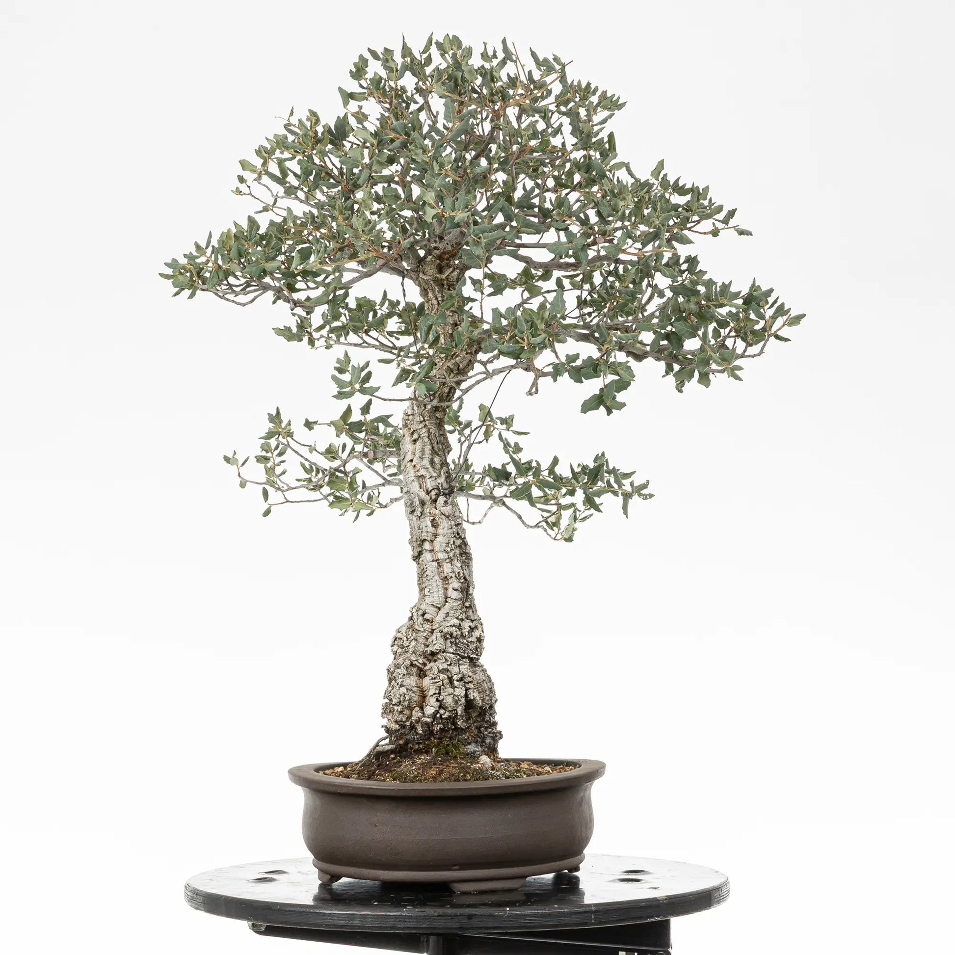 Cara derecha de bonsai yamadori de quercus suber