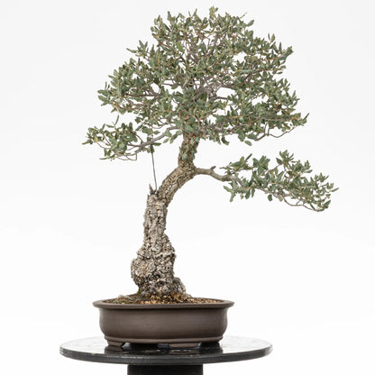 Cara trasera de bonsai yamadori de quercus suber