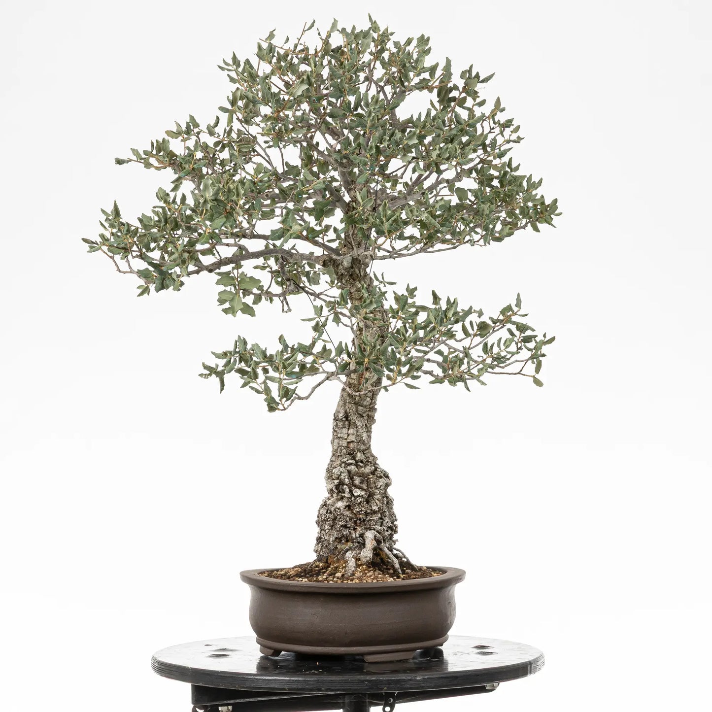 Cara izquierda de bonsai yamadori de quercus suber