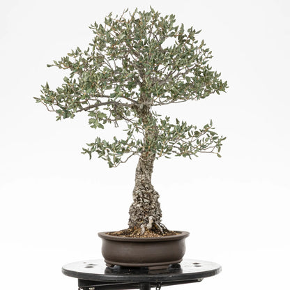 Cara izquierda de bonsai yamadori de quercus suber