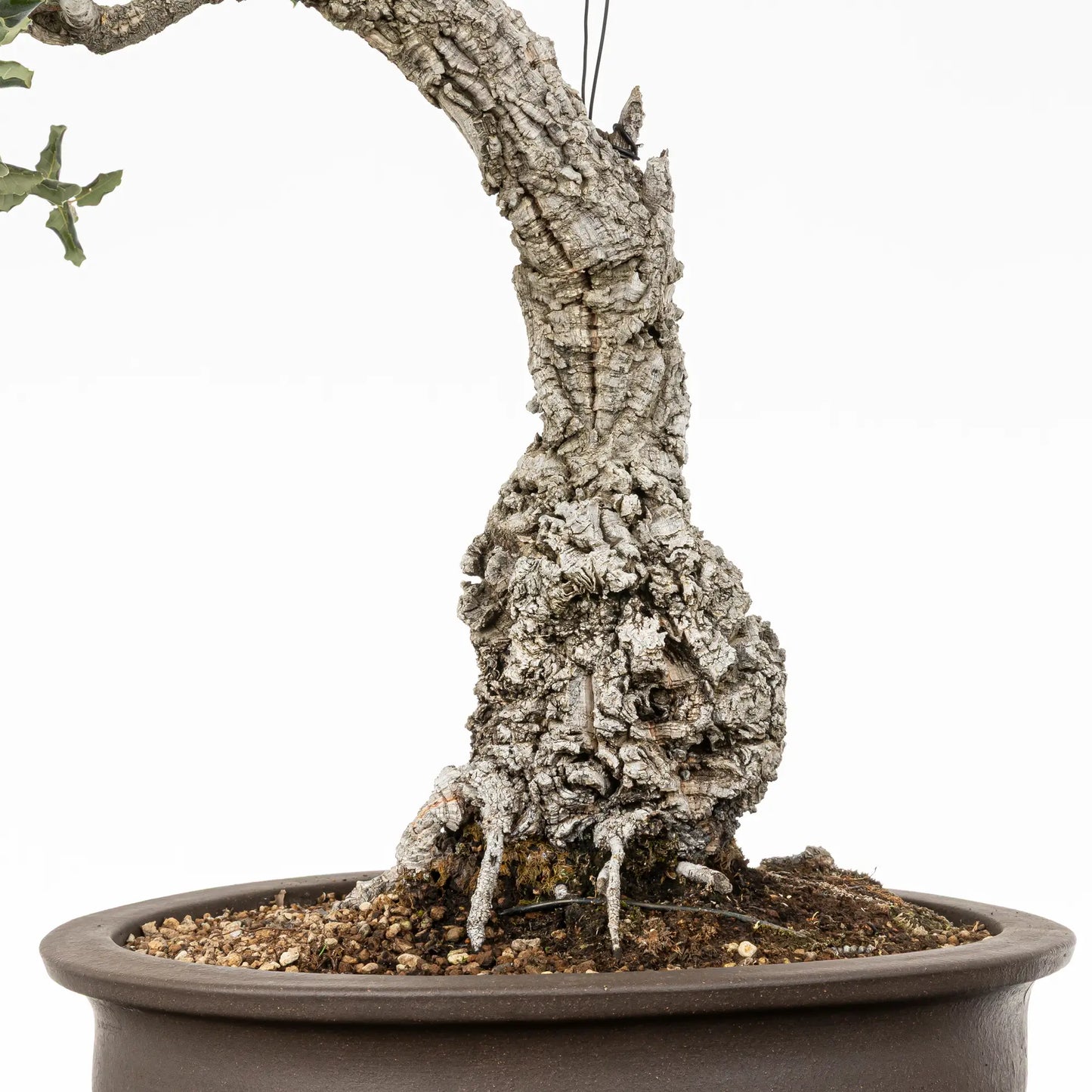 Tronco y nebari de bonsai yamadori de quercus suber