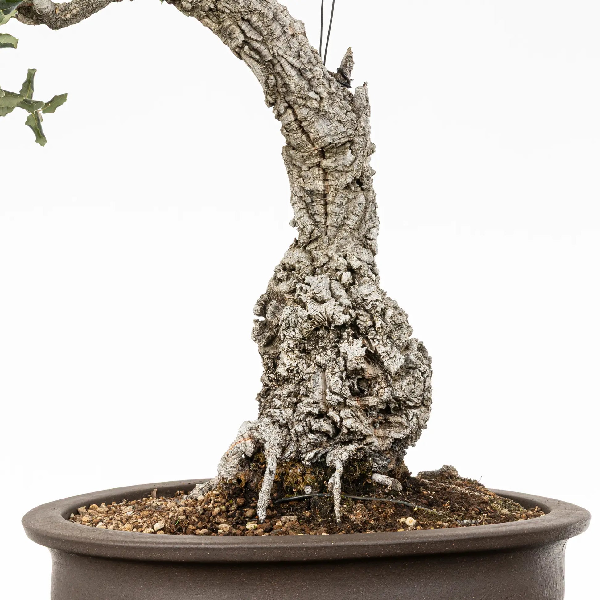 Tronco y nebari de bonsai yamadori de quercus suber
