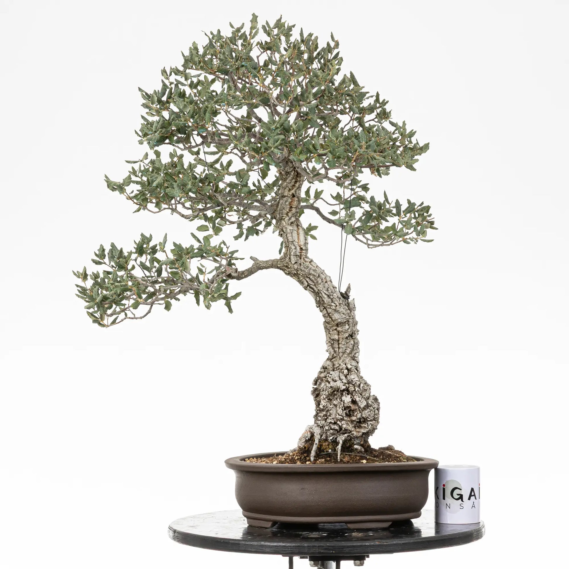 Comparativa de tamaño de bonsai yamadori de quercus suber con una taza de café de la tienda ikigai bonsai.