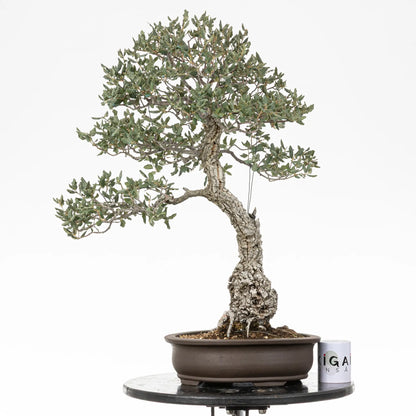 Comparativa de tamaño de bonsai yamadori de quercus suber con una taza de café de la tienda ikigai bonsai.