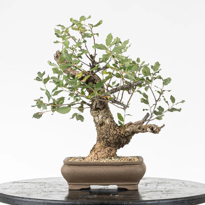 Frente de bonsai de quercus suber de origen yamadori estilo moyogi.
