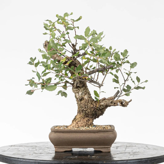 Frente de bonsai de quercus suber de origen yamadori estilo moyogi.