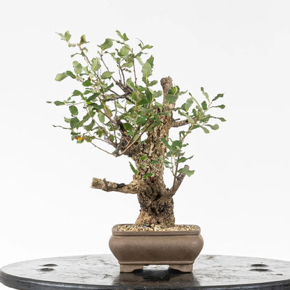Lado izquierdo de bonsai de alcornoque  tamaño shohin